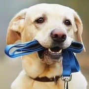 collar